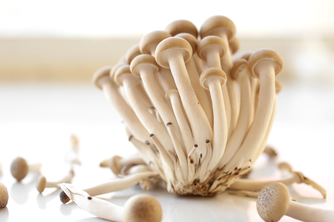 mushrooms4